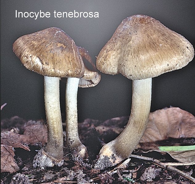 Inocybe tenebrosa-amf1014-1.jpg - Inocybe tenebrosa ; Syn: Inocybe atripes ; Nom français: Inocybe à pied noir, Inocybe obscur